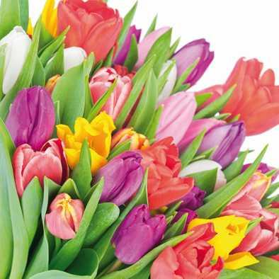 Serwtka aha 33x33cm w wzorze KW 69 kolorowe tulipany